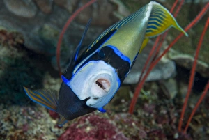 Raja Ampat Prints: Indonesia, Raja Ampat. Front view of emperor angelfish