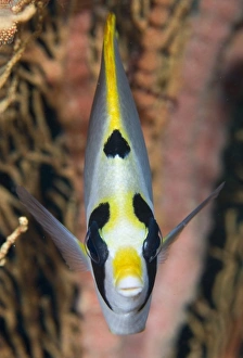 Raja Ampat Prints: Indonesia, Raja Ampat. Front view of masked butterflyfish