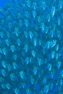 Images Dated 7th January 2009: Indonesia, Raja Ampat. Front view of schooling ox-eyed scad fish
