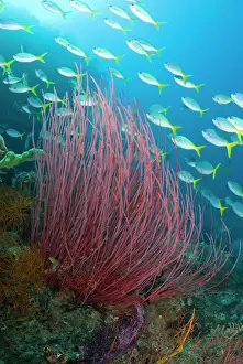 Fish Prints: Indonesia, Raja Ampat. Yellowtail fusilier fish swim past sea whip coral