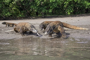 Indonesia, Rinca Island, Komodo National Park. Komodo dragons on beach. Credit as