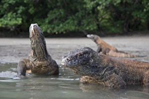 Indonesia, Rinca Island, Komodo National Park. Close-up of Komodo dragon in water