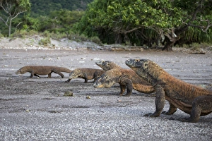 Images Dated 12th March 2012: Indonesia, Rinca Island, Komodo National Park. Komodo dragons on beach. Credit as