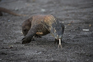 Images Dated 12th March 2012: Indonesia, Rinca Island, Komodo National Park. Close-up of Komodo dragon. Credit as