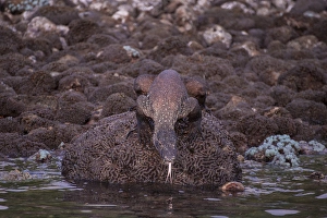 Images Dated 12th March 2012: Indonesia, Rinca Island, Komodo National Park. Komodo dragon on shoreline rock. Credit as