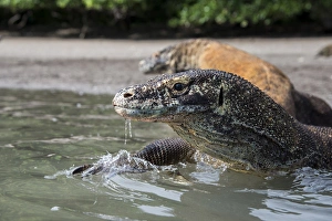 Images Dated 20th June 2012: Indonesia, Rinca Island, Komodo National Park. Close-up of Komodo dragon in water