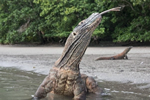 Images Dated 20th June 2012: Indonesia, Rinca Island, Komodo National Park. Close-up of Komodo dragon in water