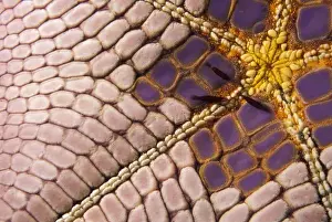 Shrimp Prints: Indonesia. Shrimp (Periclimenes soror) on Cushion Star (Culcita novaGuineae)