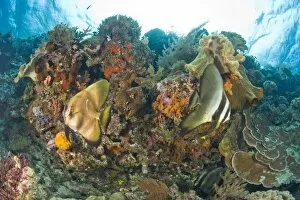 Images Dated 2nd June 2007: Indonesia, South Sulawesi Province, Wakatobi Archipelago Marine Preserve. Orbicular Batfish