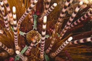Images Dated 1st June 2007: Indonesia, South Sulawesi Province, Wakatobi Archipelago Marine Preserve. Sea Urchin