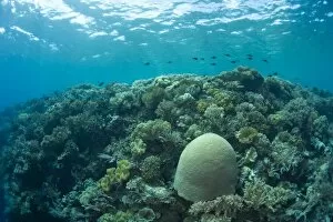 Images Dated 5th June 2007: Indonesia, South Sulawesi Province, Wakatobi Archipelago Marine Preserve. Pristine scuba diving