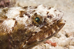 Images Dated 1st June 2007: Indonesia, South Sulawesi Province, Wakatobi Archipelago Marine Preserve. Reef Lizardfish