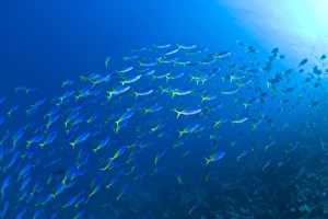 Indonesia, South Sulawesi Province, Wakatobi Archipelago Marine Preserve. Blue and Gold Fusiliers