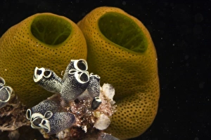 Images Dated 1st June 2007: Indonesia, South Sulawesi Province, Wakatobi Archipelago Marine Preserve. Tunicates