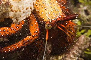 Images Dated 1st June 2007: Indonesia, South Sulawesi Province, Wakatobi Archipelago Marine Preserve. Hermit Crab