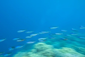 Images Dated 3rd June 2007: Indonesia, South Sulawesi Province, Wakatobi Archipelago Marine Preserve. Bluestreak Fusiliers