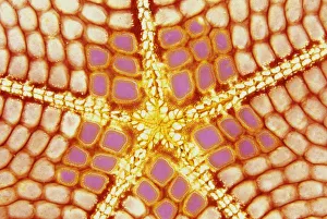 Images Dated 20th January 2010: Indonesia. Starfish