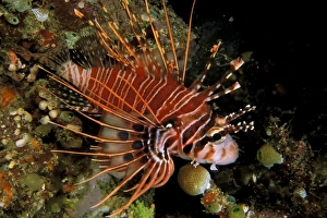 Sea Animal Prints: Indonesia, Sulawesi. Close up of spotfin lionfish, or pterois antennata