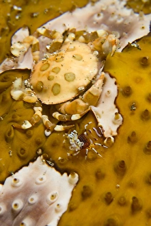 Images Dated 18th September 2009: Indonesia, Sulawesi Island, Lembeh Strait