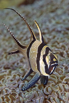 Images Dated 19th September 2009: Indonesia, Sulawesi Island, Lembeh Strait. Close-up of Banggi cardinalfish. Credit as