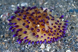 Images Dated 12th September 2009: Indonesia, Sulawesi Island, Lembeh Strait
