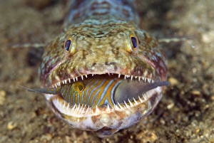 Images Dated 19th September 2009: Indonesia, Sulawesi Island, Lembeh Strait