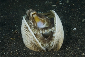 Images Dated 11th September 2009: Indonesia, Sulawesi Island, Lembeh Strait