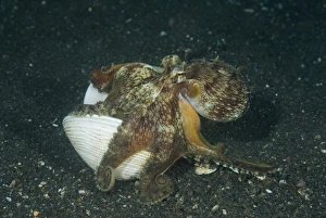 Images Dated 11th September 2009: Indonesia, Sulawesi Island, Lembeh Strait