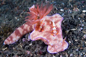 Bottom Prints: Indonesia, Sulawesi Island, Lembeh Strait. Two Coleman shrimp are commensal with