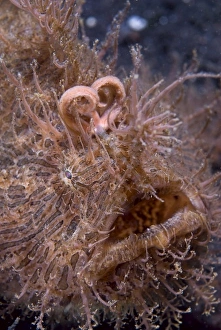 Indonesia, Sulawesi Island, Lembeh Strait. Close-up of hairy frogfish that uses its