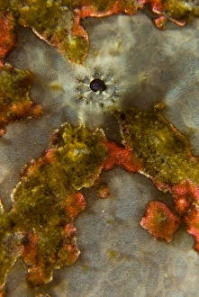 Indonesia, Sulawesi Island, Lembeh Strait. Close-up of frogfish eye