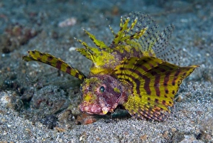 Indonesia, Sulawesi Island, Lembeh Strait. A normally red dwarf lionfish exhibits