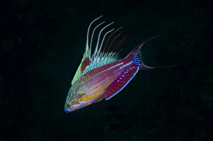 Sulawesi Prints: Indonesia, Sulawesi, Lembeh Strait. Close-up of colorful wrasse fish