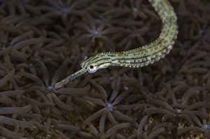 Images Dated 27th June 2013: Indonesia, Sulawesi, Lembeh Strait. Pipefish swimming over coral