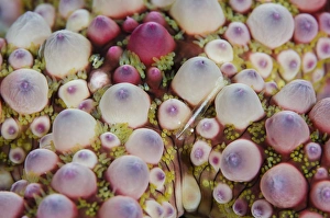 Images Dated 26th June 2013: Indonesia, Sulawesi, Lembeh Strait. Shrimp swimming over seastar