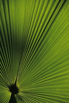 Pretty Prints: Indonesia, Sulawesi, near Manado