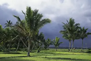 Paddy Prints: Indonesia, Sulawesi. Palm trees and rice paddies near Lake Tonano (near Manado)