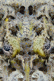 Jones And Shimlock Prints: Indonesia, West Papua, Cenderawasih Bay. Close-up of crocodilefish