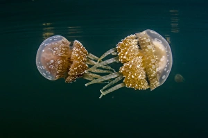 Images Dated 20th February 2015: Indonesia, West Papua, Raja Ampat. Tomolol jellyfish float in lake