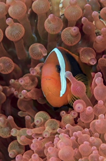 Images Dated 13th February 2015: Indonesia, West Papua, Raja Ampat. Clown fish among anemones