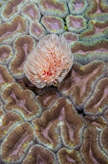 Images Dated 2nd February 2015: Indonesia, West Papua, Raja Ampat. Feather duster worm on coral