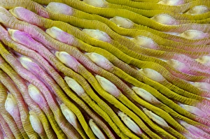 Images Dated 9th February 2015: Indonesia, West Papua, Raja Ampat. Close-up of hard coral