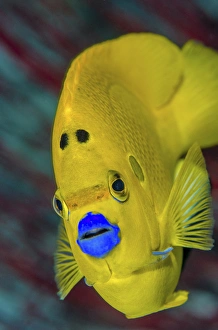 Images Dated 16th February 2015: Indonesia, West Papua, Raja Ampat. Close-up of angelfish