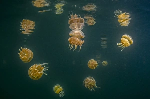 Jones And Shimlock Prints: Indonesia, West Papua, Raja Ampat. Tomolol jellyfish float in lake