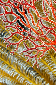 Images Dated 16th February 2015: Indonesia, West Papua, Raja Ampat. Crinoids and sea fan