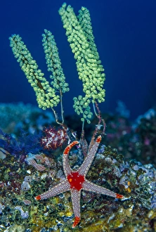 Indonesia, West Papua, Raja Ampat. Sea star and tunicate