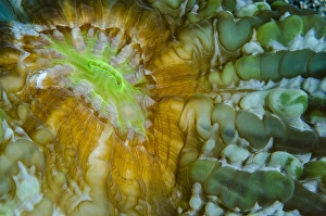 Indonesia, West Papua, Raja Ampat. Close-up of hard coral