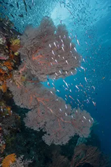 Images Dated 14th September 2020: Indonesia, West Papua, Raja Ampat. Coral reef scenic