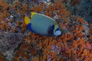 Images Dated 26th May 2021: Indonesia, West Papua, Raja Ampat. Angelfish close-up