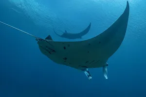 Images Dated 14th September 2020: Indonesia, West Papua, Raja Ampat. Underneath two manta rays